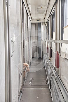 Empty corridor in the train car. The dog looks out of the compartment