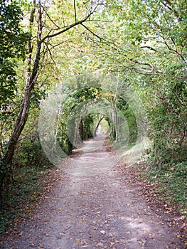 Empty country path way walk way though forest