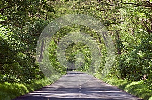 Empty country road in tree tunel