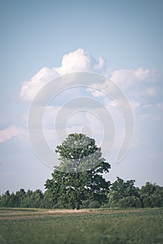 empty countryside landscape in autumn with fields and meadows and rare trees in background - vintage retro look