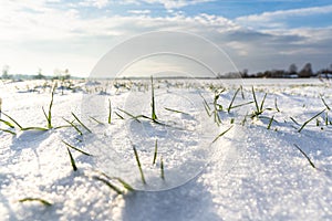 Empty Countryside Landscape in Sunny Winter Day with Snow Covering the Ground, Abstract Background with Deep Look and Dramatic