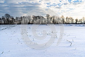 Empty Countryside Landscape in Sunny Winter Day with Snow Covering the Ground, Abstract Background with Deep Look and Dramatic