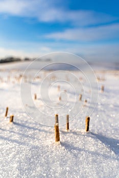 Empty Countryside Landscape in Sunny Winter Day with Snow Covering the Ground, Abstract Background, Partly Blurred Image