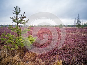 Empty Countryside Landscape in Swamp