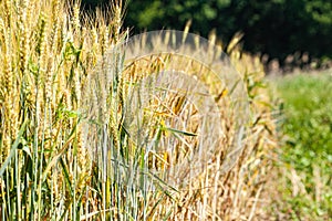 Empty countryside road through fields with wheat