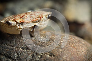 Empty crab shell carapace on rock