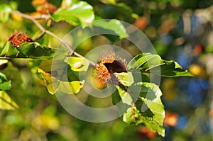 Empty cupule of a beechnut