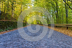 Empty,  curving old cobblestone  road leading trough the deciduous woods