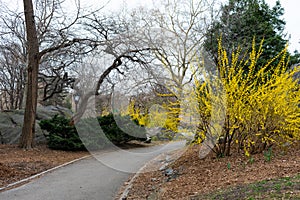 Empty Walkway at Central Park during Spring in New York City with Yellow Forsythia Flowers