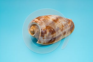 Empty cymbium olla on blue