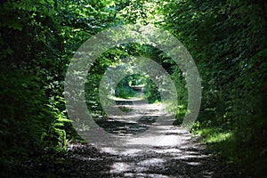 Empty Danish Forest Path in Summer Afternoon