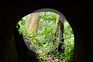 Empty dark tunnel to the mystic forest