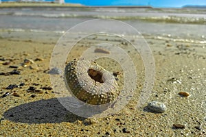 Empty dead bony shell of a sea urchin lies on the beach in the sand on a sunny day by the ocean. Inhabitants of the deep