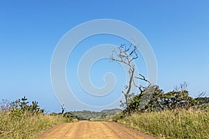 Empty Dirt Road Through Natural Vegetation in South Africa