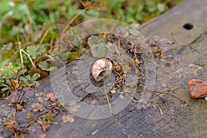 Empty discarded land or terrestrial snail shell