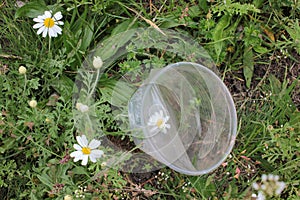 Empty disposable plastic cup on the grass with white daisy flowers. Plastic waste pollution concept. Top view. Copy space