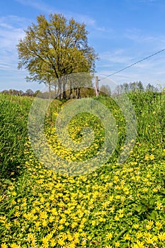 Empty ditch overgrown with celandine photo