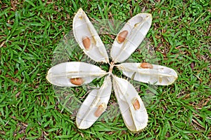 An empty durian shell neatly arranged with all the flesh eaten and remaining seeds on a green grass