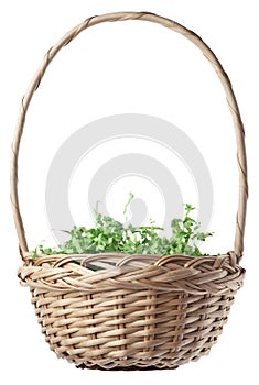 Empty Easter Basket with Green Grass photo