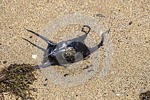 A empty egg case of the Spotted Ray or Mobula birostris on beach