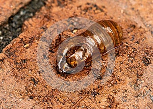 Empty Exoskeleton of Brood X Cicada