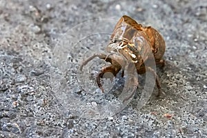 Exoskeleton of a Cicada on Concrete Surface
