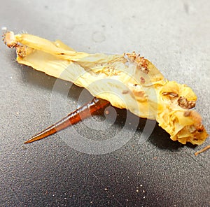 The empty exoskeleton of tobacco hornworm.