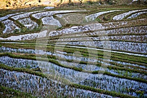 Empty flooded and terraced rice field near Sa Pa vietnam