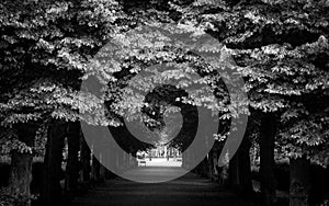 A empty footpath amidst trees in park