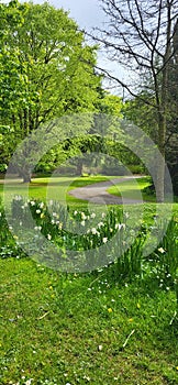 Empty footpath amidst trees in park