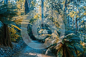 Empty footpath among ferns and eucalyptus trees.