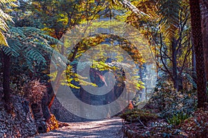 Empty footpath among trees.