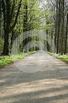 Empty forest path in spring