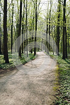 Empty forest path in spring