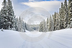 Empty Forest Road Covered in Fresh Snow