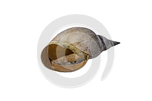 Empty freshwater pond snail shell close-up isolated on a white background