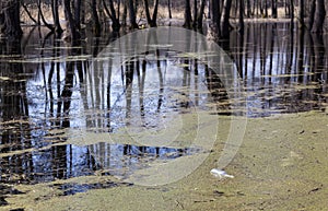 Empty glass bottle in muddy water in the forest. Environmental disaster. Garbage in nature. Horizontally