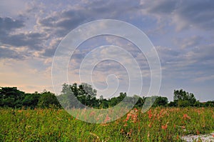 Empty Grassland