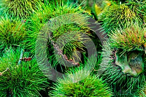 Empty green chesnuts shell