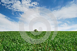 Empty green wheat field