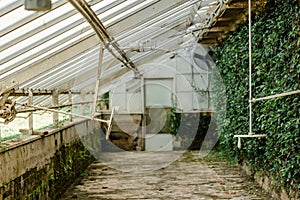 An empty greenhouse with glass ceiling and walls and a greenery covered wall