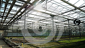 Empty greenhouse with nobody in it full with organic fresh salad