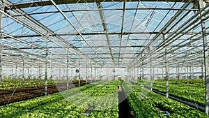 Empty greenhouse plantation with nobody in it