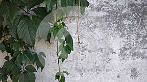 Empty grunge wall with  branches of wild grapes.