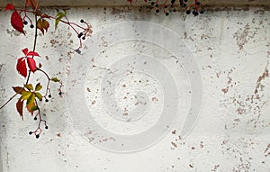 Empty grunge wall with  branches of wild grapes.