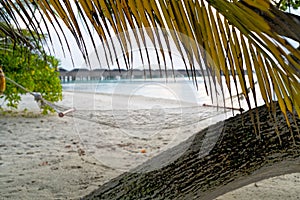 Empty hammock between palms trees at sandy beach