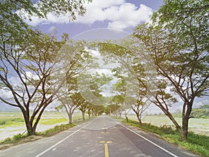 Empty highway road among rubber tree with sunbeam,empty way with copy space for background