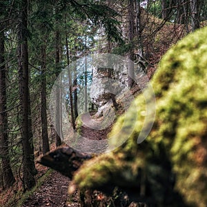 Prázdny turistický chodník v lese