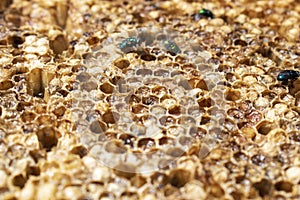 Empty Honey comb drying on the sun