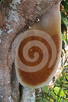 Empty honeycomb on a tree photo